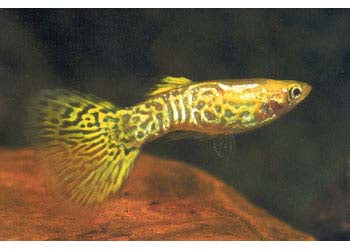 Guppy Gold Snakeskin