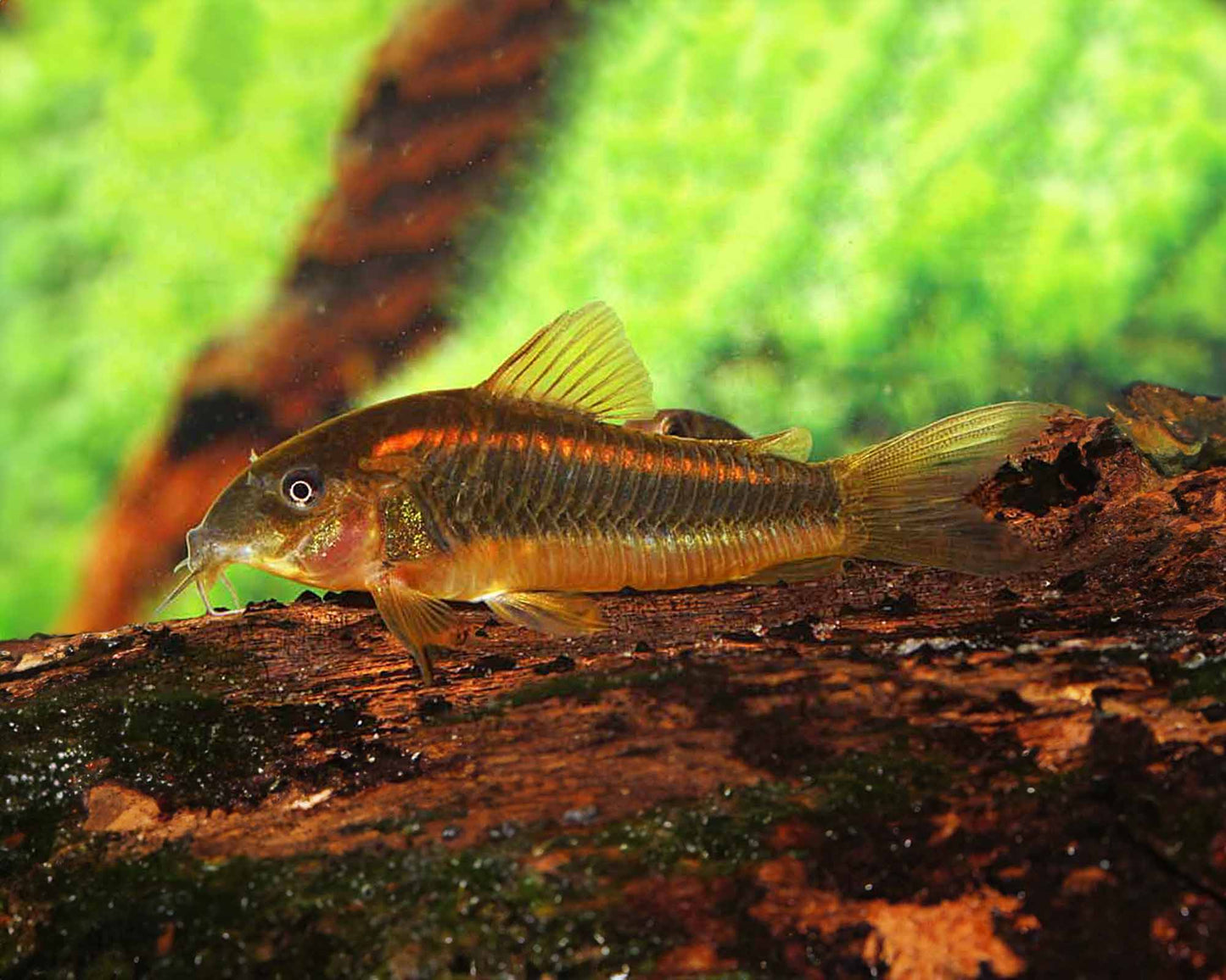 Corydora - Red Laser (Corydoras aeneus) CW014