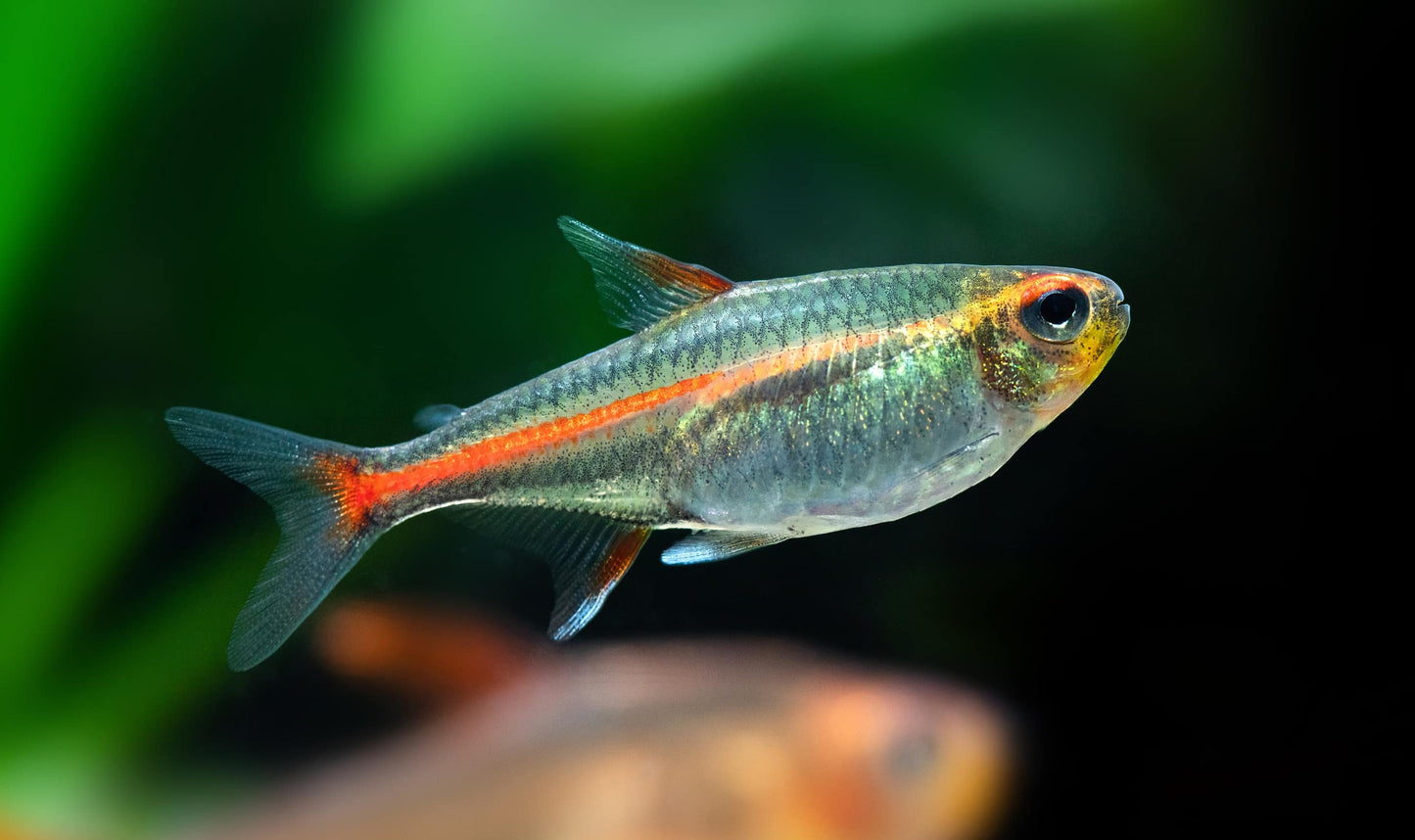 Tetra Glolight