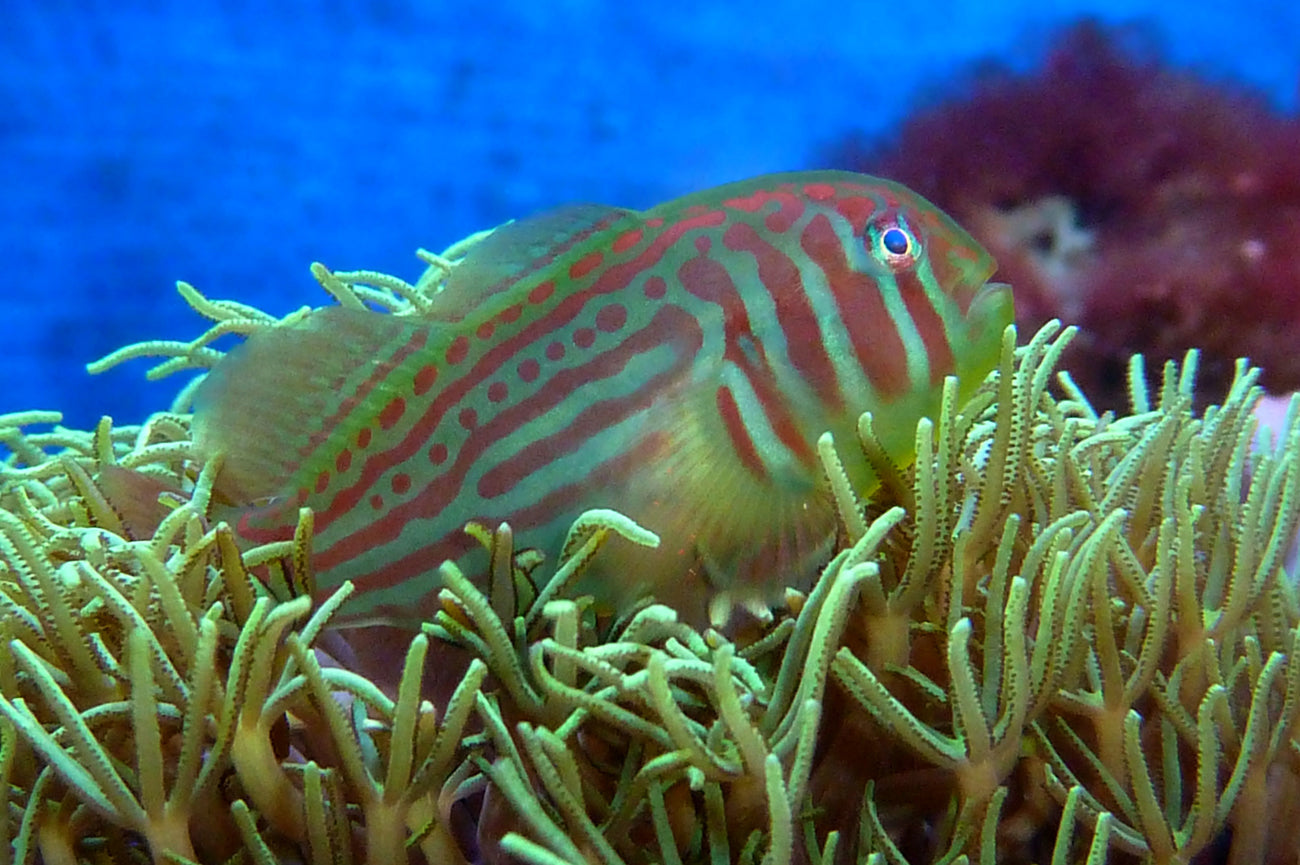 Goby Coral Green & Pink (Gobiodon histrio)