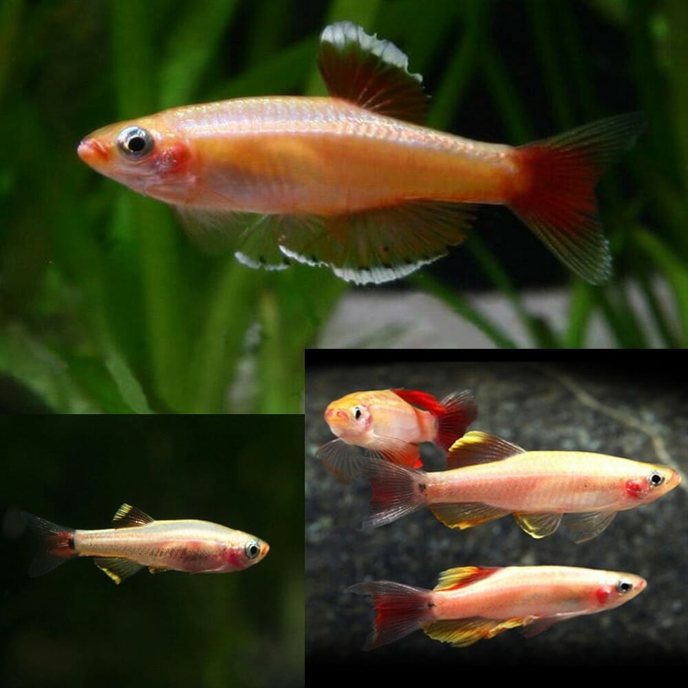 White Cloud Minnow - Golden (Tanichthys albonubes)