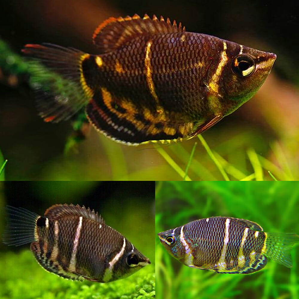 Gourami Chocolate