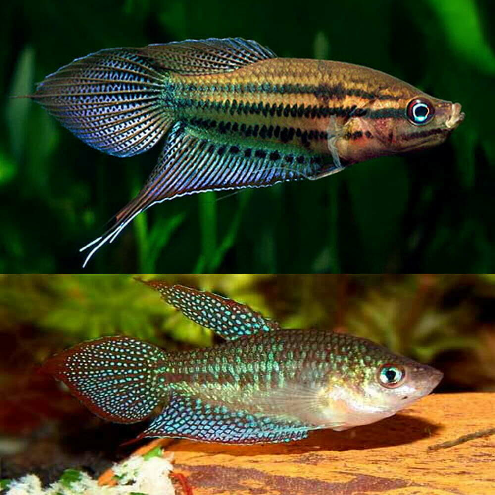 Gourami Croaking