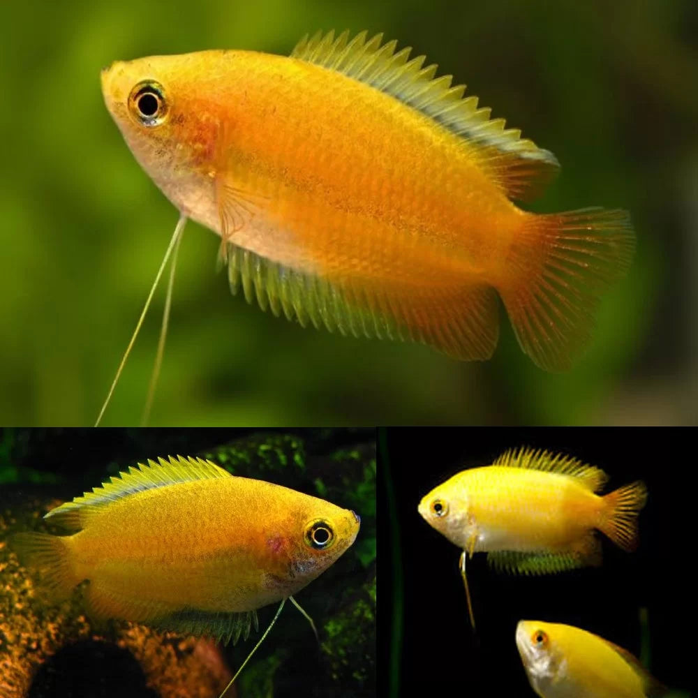 Gourami Dwarf Honey Gold (Trichogaster chuna)