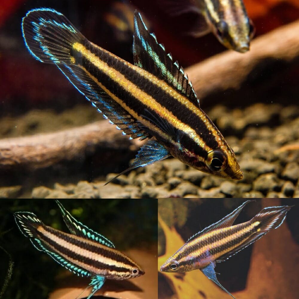 Gourami Licorice