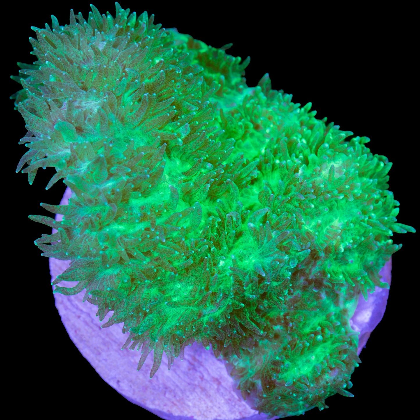 Aquacultured Coral Frags