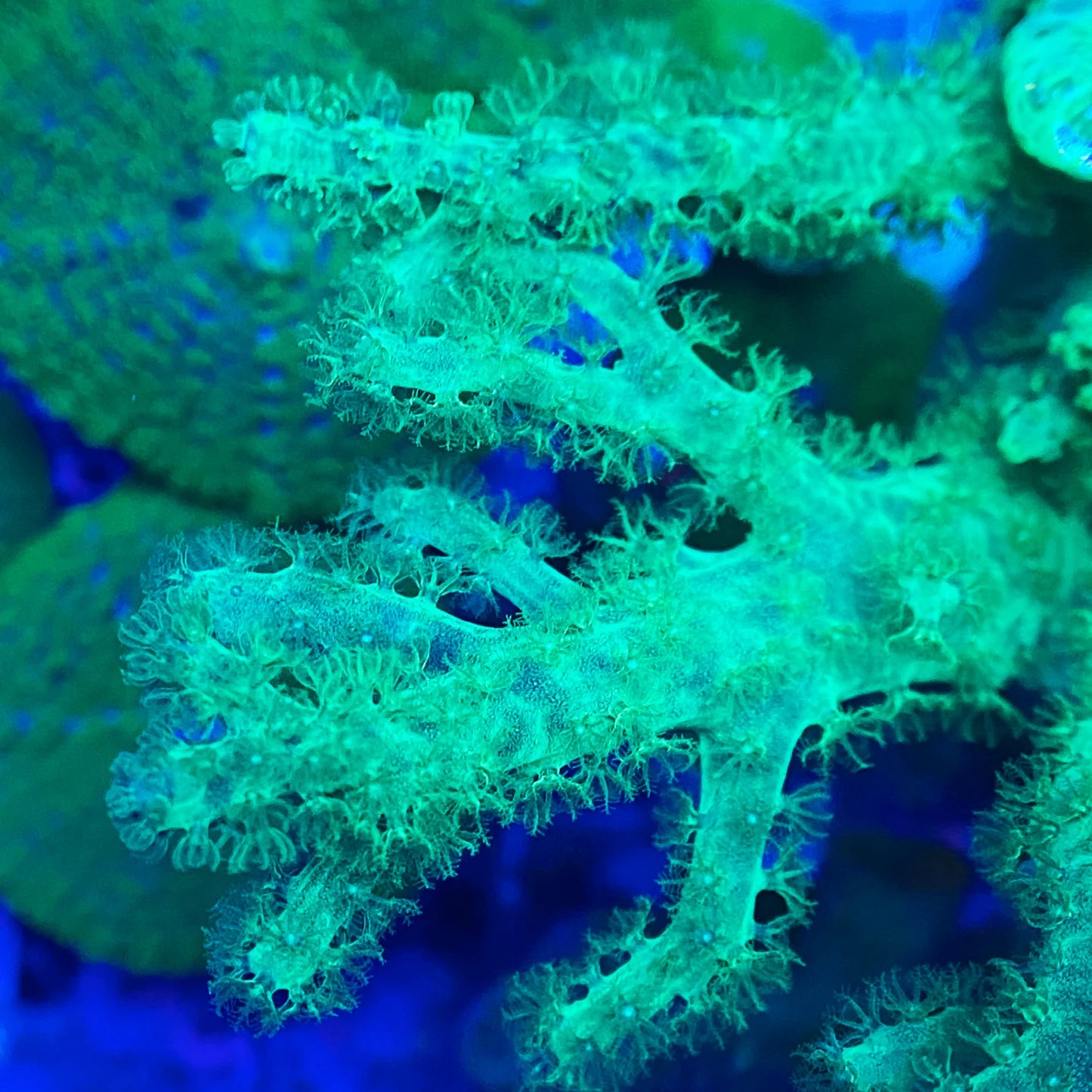 Finger Leather Corals (Sinularia/Cladiella Sp.)