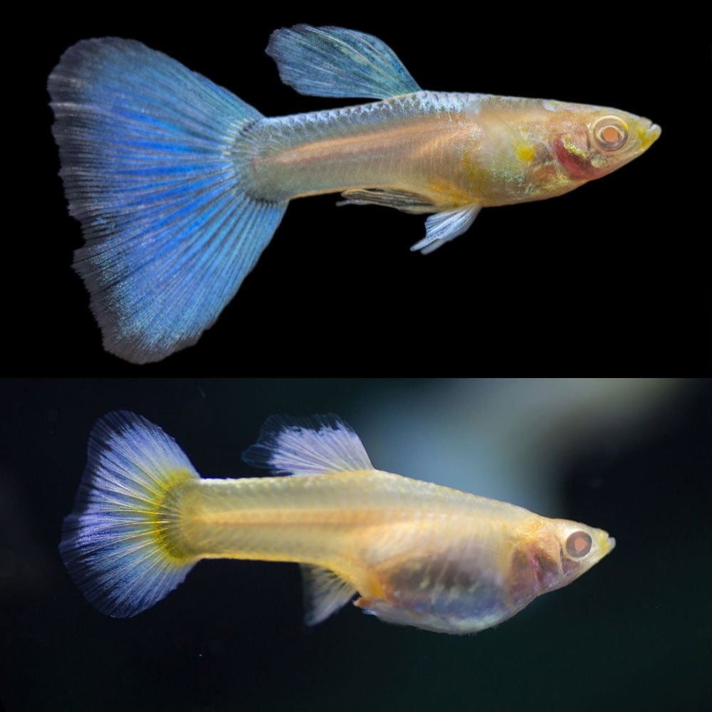 Guppy Albino Sky Blue PAIR