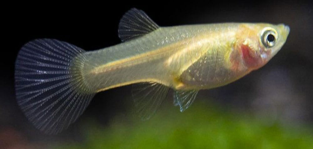 Guppy Golden Japanese Blue - various