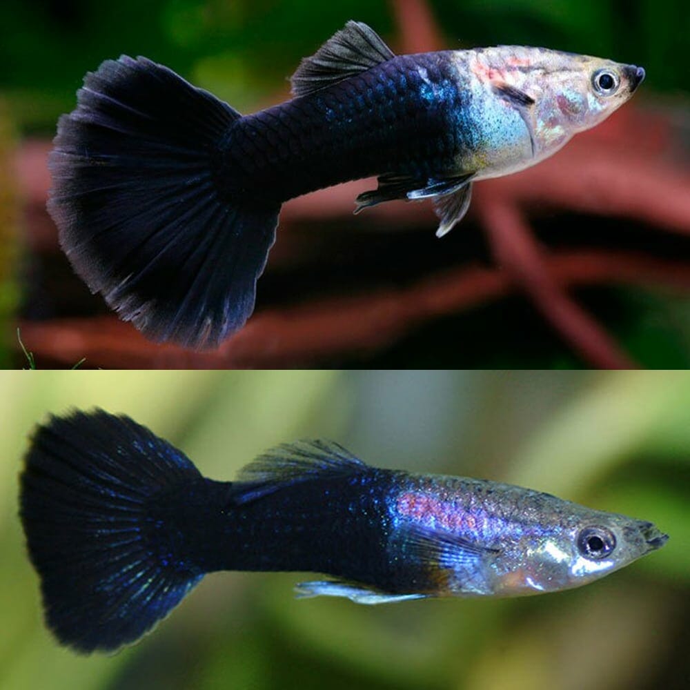 Guppy Black Tail Male