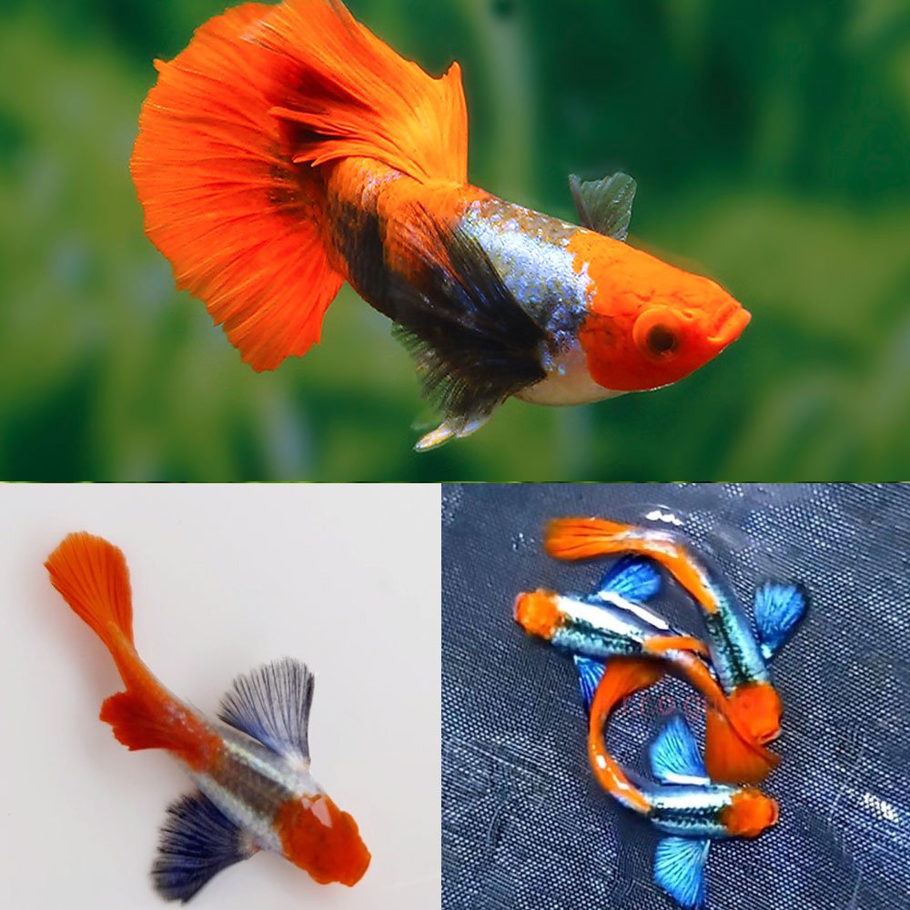 Red Tuxedo Koi Guppy - PAIR