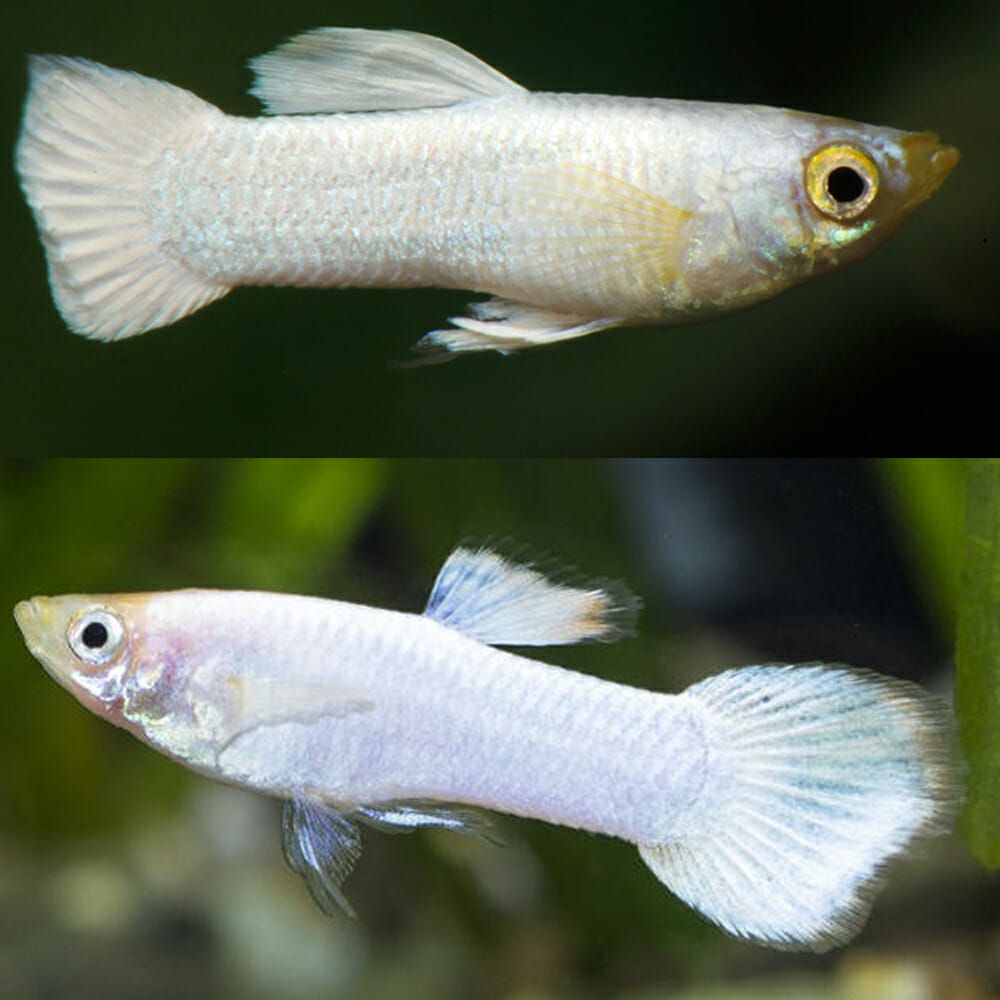 Guppy Platinum Male