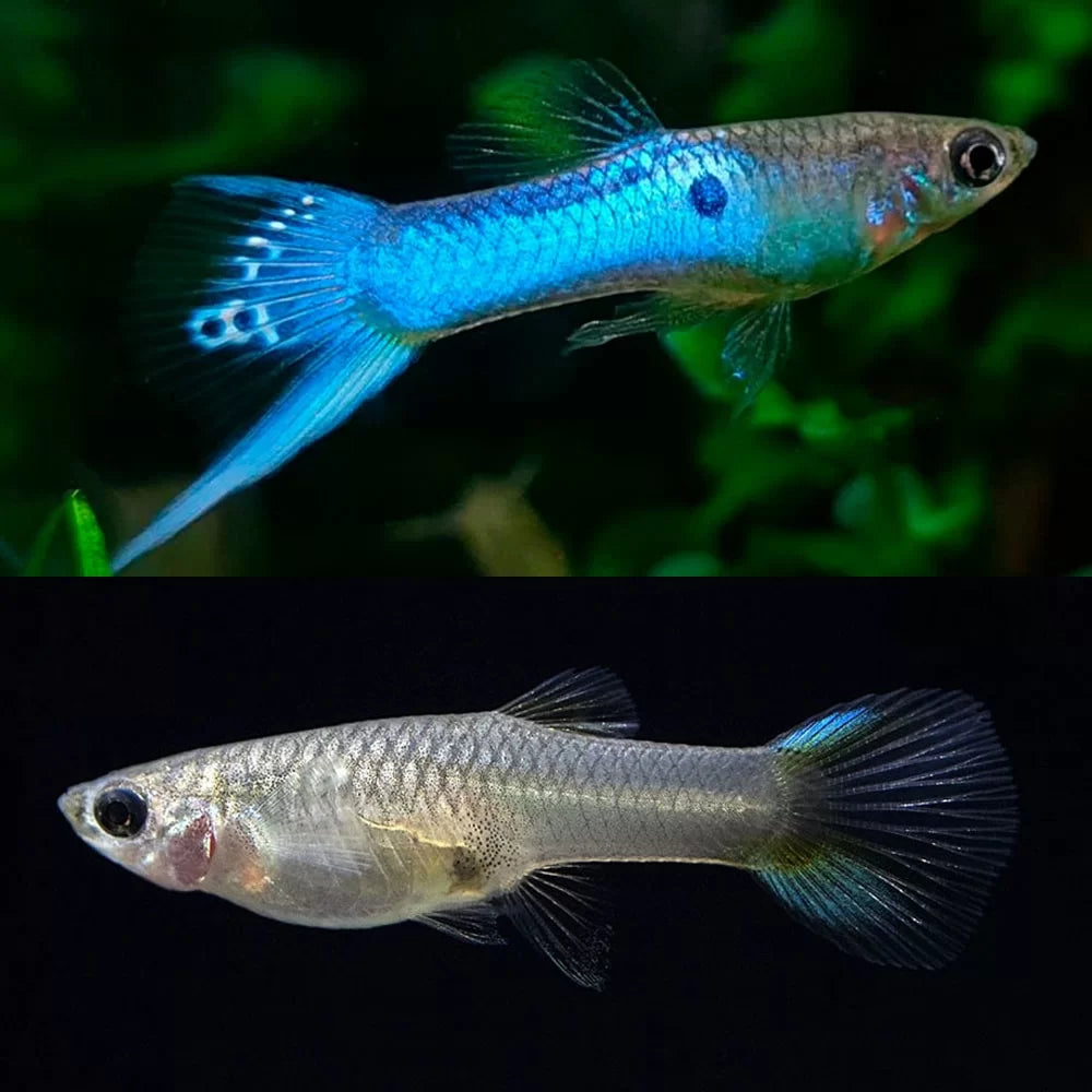 Guppy Japanese Blue PAIR