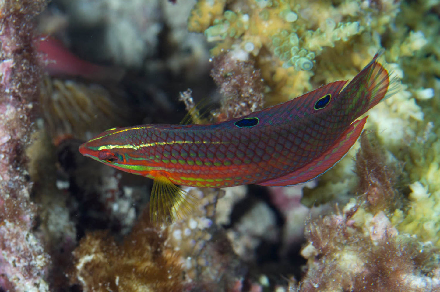 Wrasse - Neon (Halichoeres biocellatus)