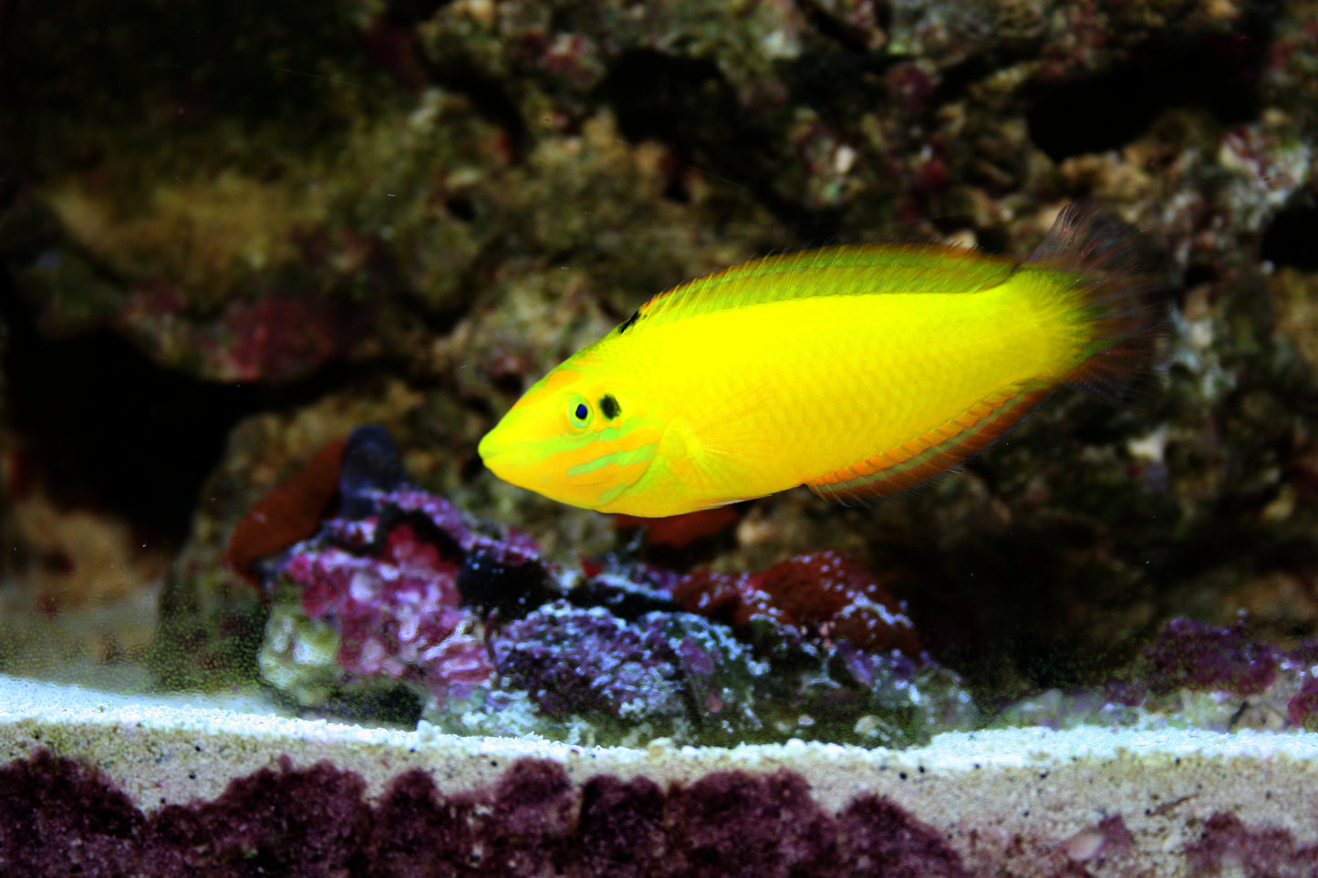 Wrasse - Banana