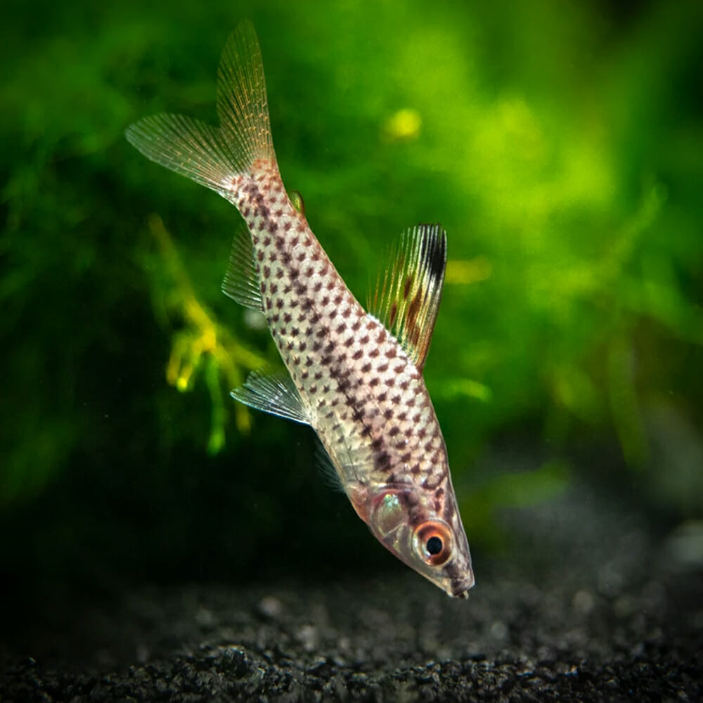 Spotted Headstander (Chilodus punctatus)