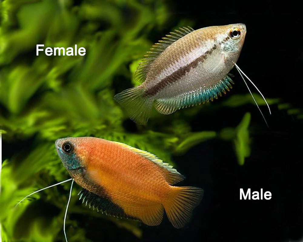 Gourami Dwarf Honey variants (Trichogaster chuna)