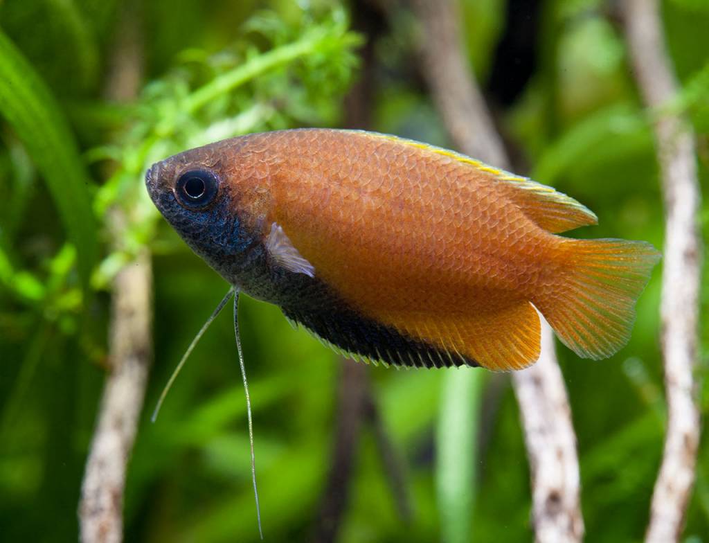 Gourami Dwarf Honey Gold (Trichogaster chuna)