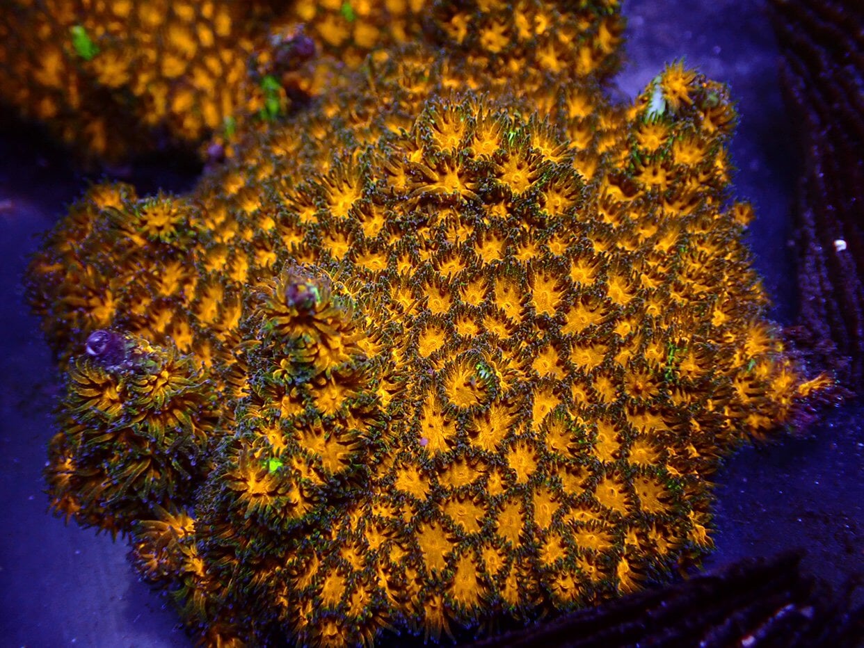 Crust Corals (Leptastrea sp.)