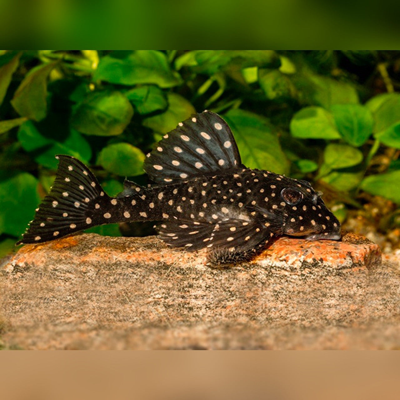 Snowball Pleco L201
