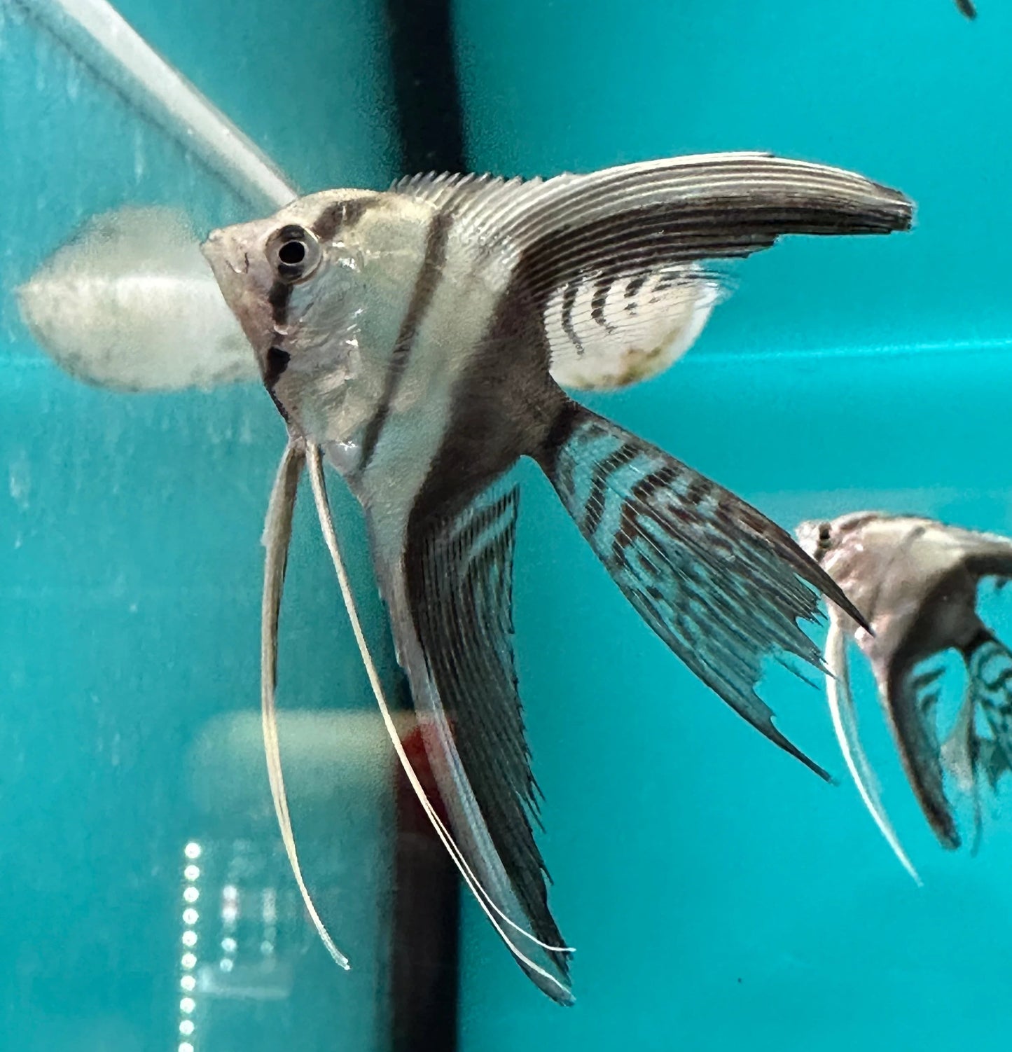 Angelfish Veiltail Silver Tuxedo 5cm