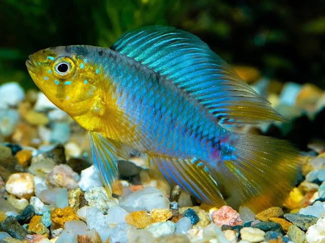 Apistogramma - Borellii Yellow Blue