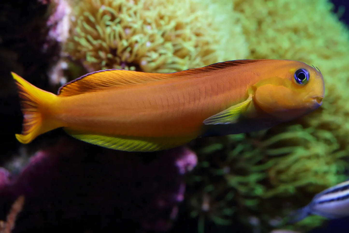 Blenny - Midas "Rare"