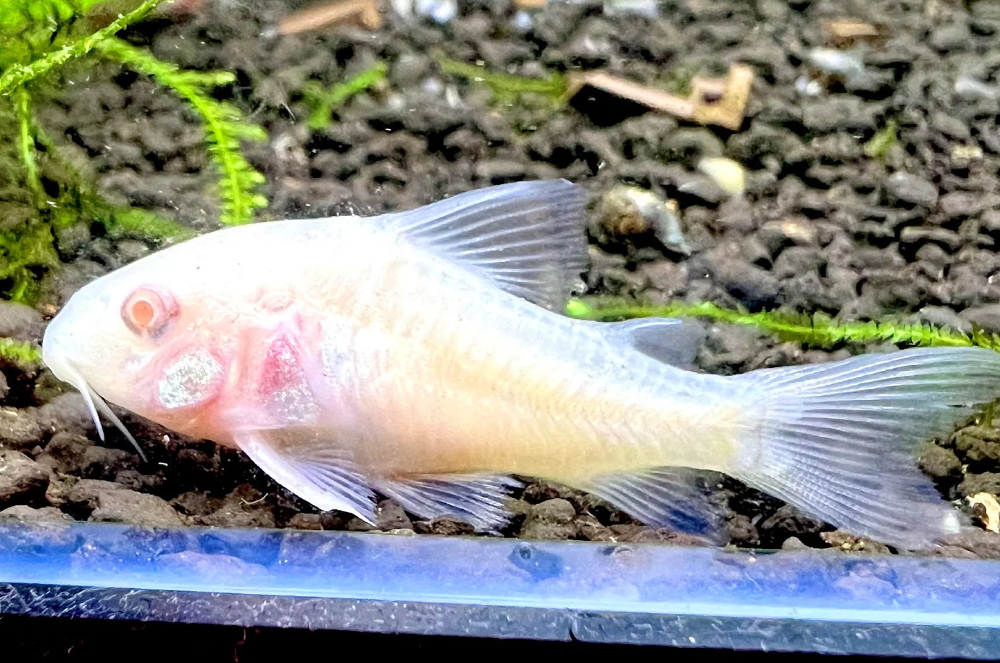 Corydora - Peppered (Corydoras paleatus) - various