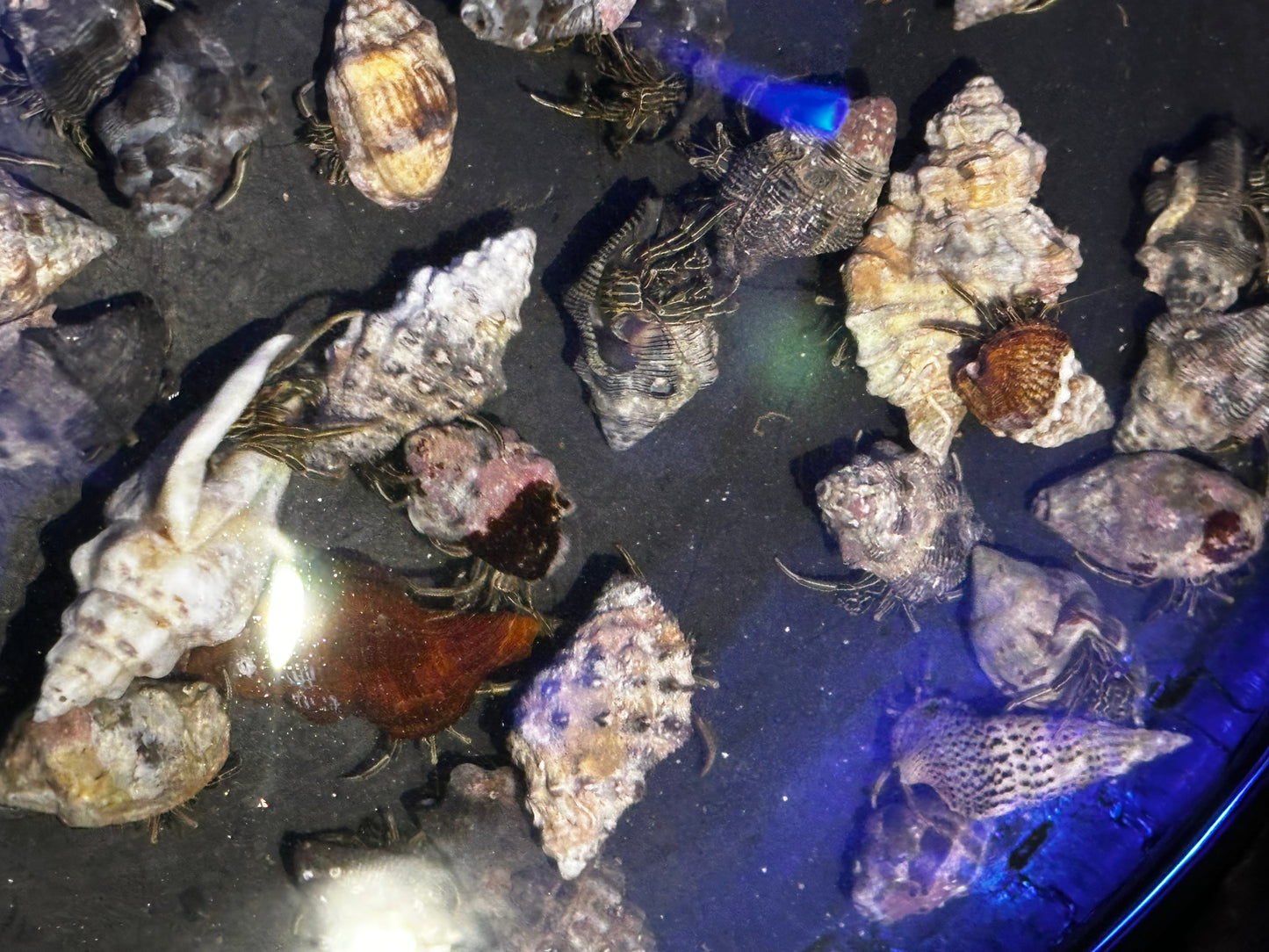 Marine Hermit Crab
