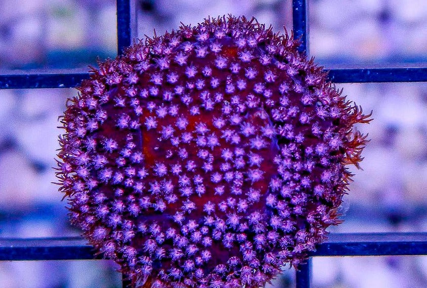 Aquacultured Coral Frags