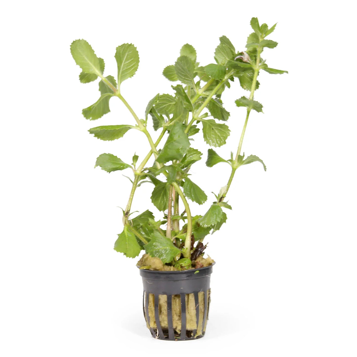 Hygrophila difformis (Water Wisteria)