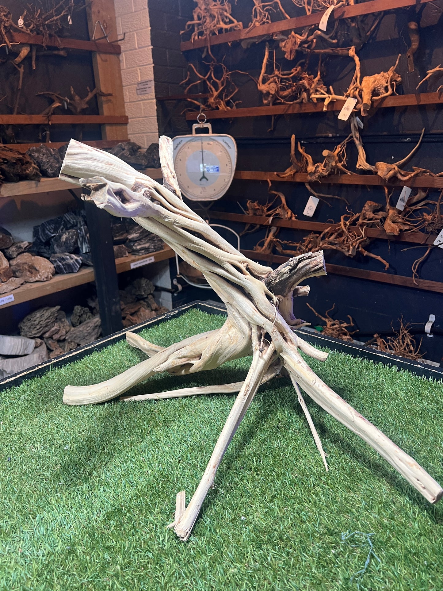 Premium Two Tone Trunk Wood*