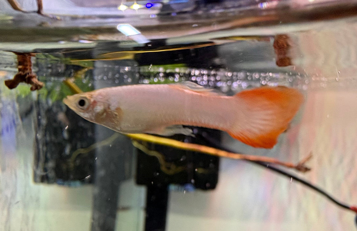 Guppy Platinum Peach Male