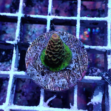 WYSIWYG Acropora millie Aussie Gold (SPS)