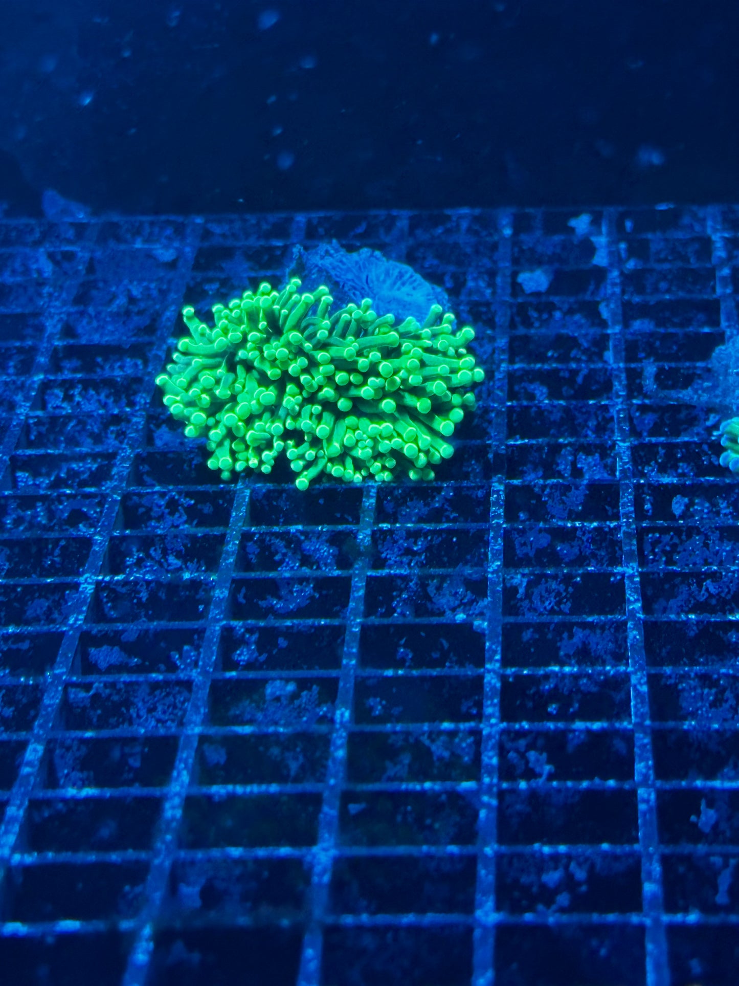 Torch Corals (Euphyllia glabrescens.)