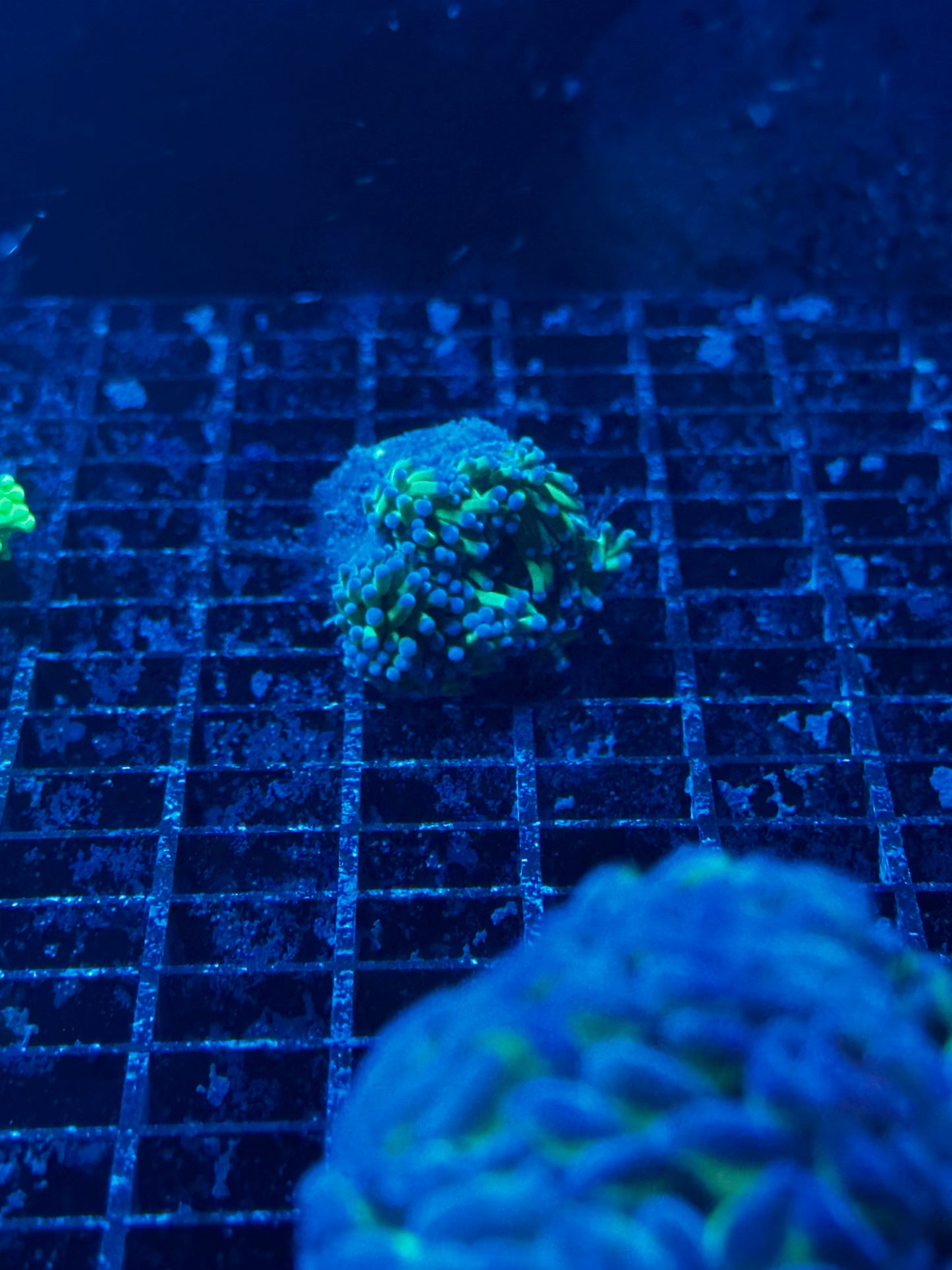 Torch Corals (Euphyllia glabrescens.)