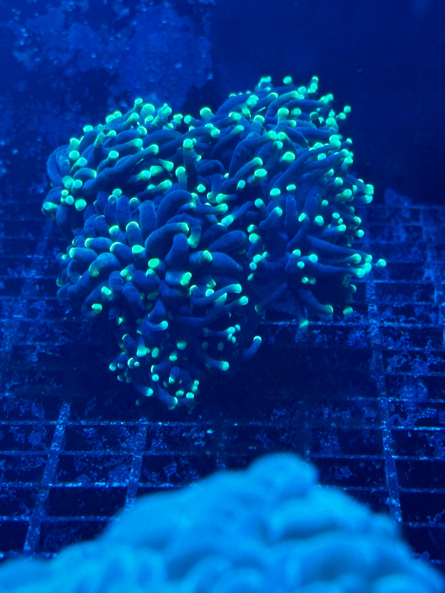 Torch Corals (Euphyllia glabrescens.)