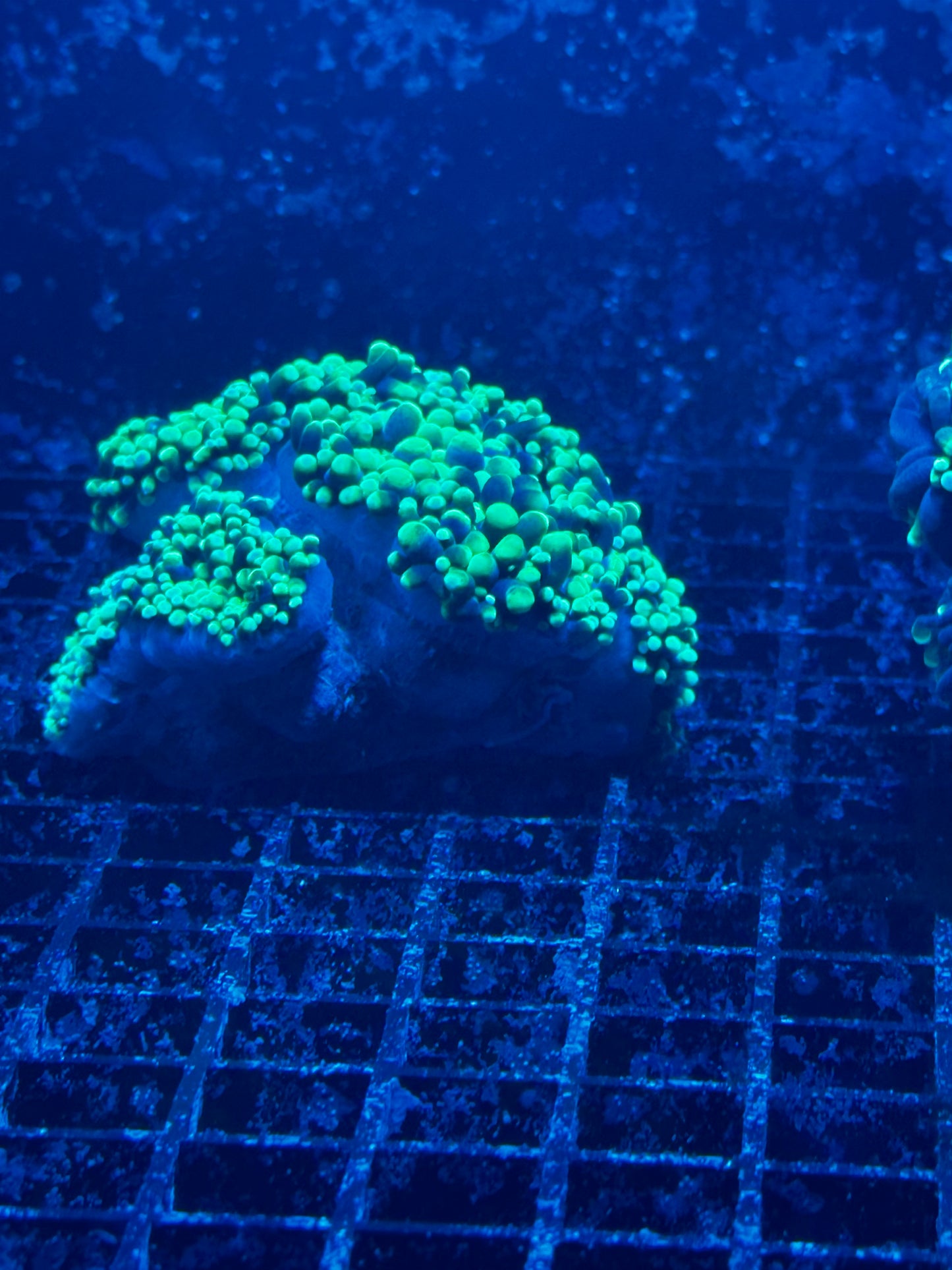 Torch Corals (Euphyllia glabrescens.)