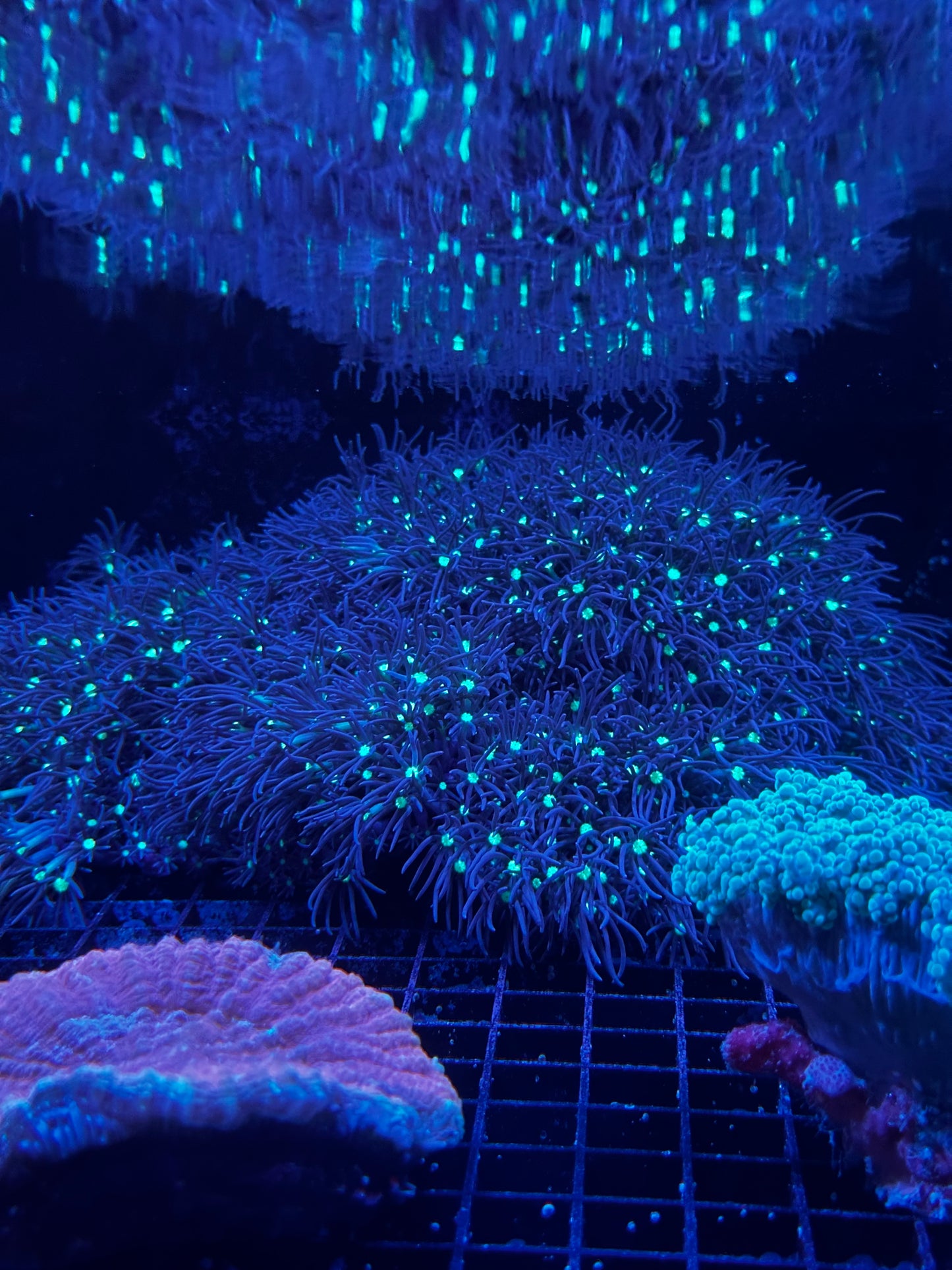 Star Polyps (Briarium/Pachyclavularia sp.)