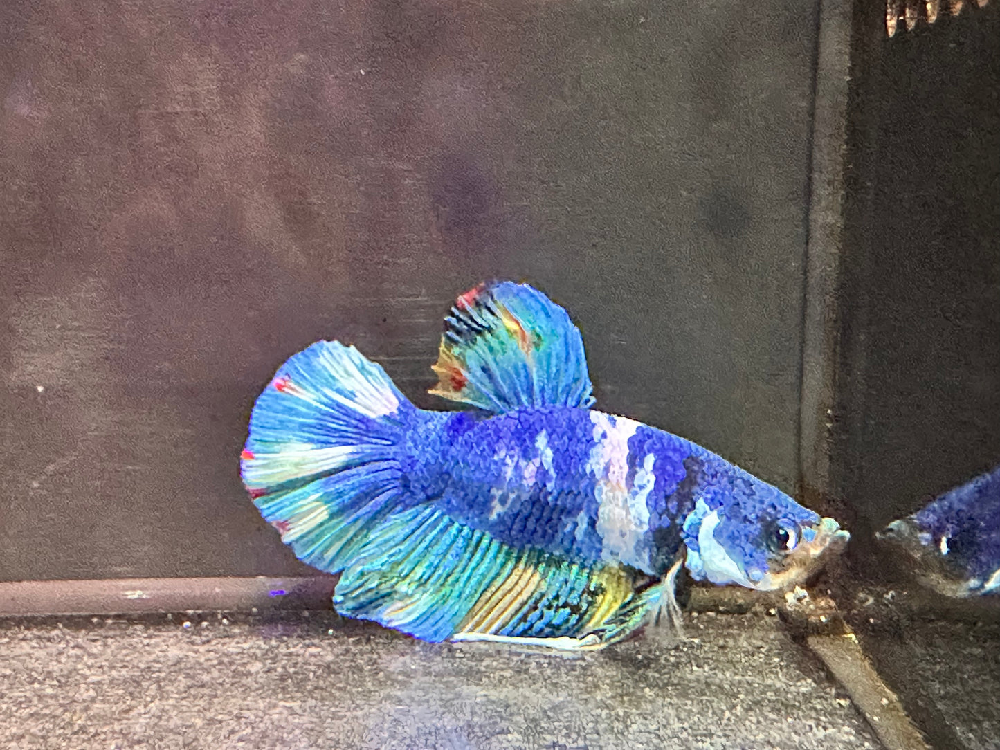 Betta PKHM Black Yellow Tiger (Colour is Blue Mix)