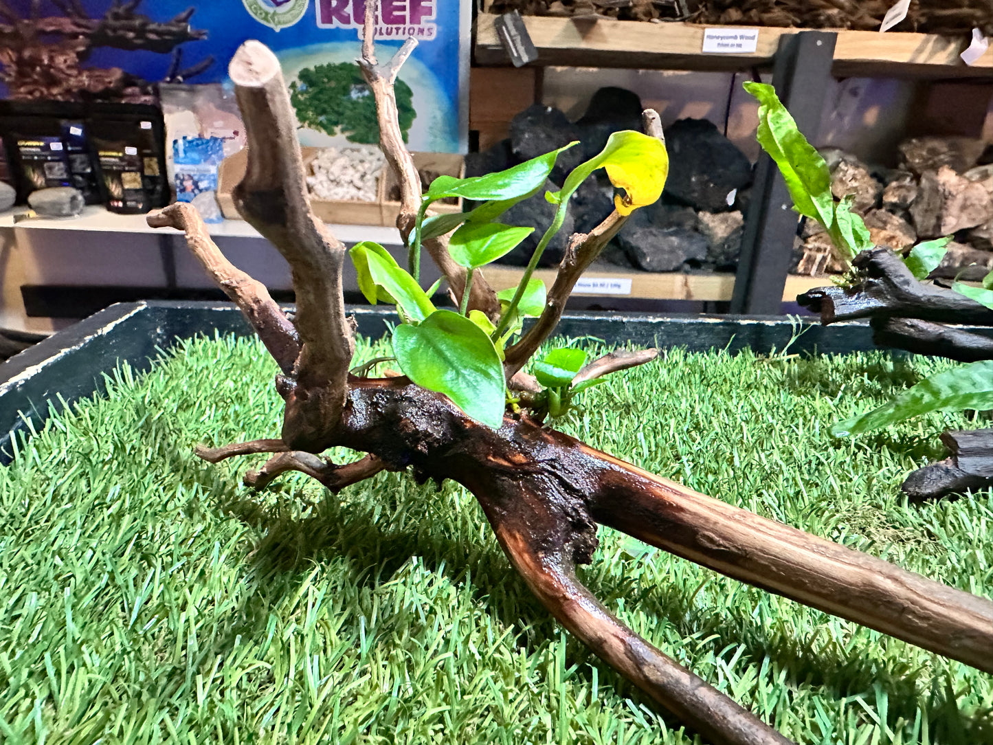 Wood With Plants
