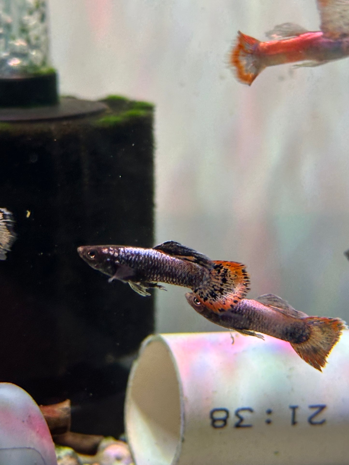 Guppy Arctic Blue Male