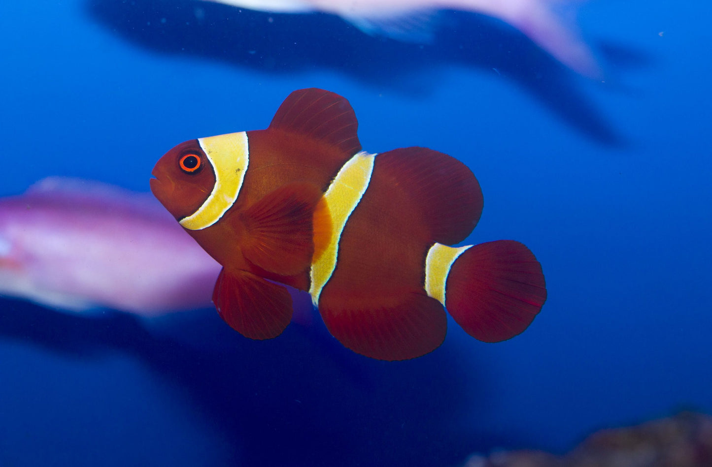 Clownfish - Gold Stripe Maroon (Premnas biaculeatus) PAIR *Captive Bred*