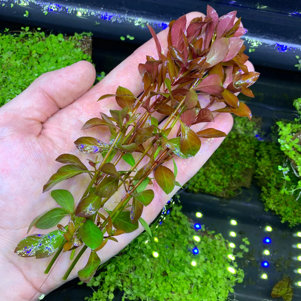 Ludwigia natans