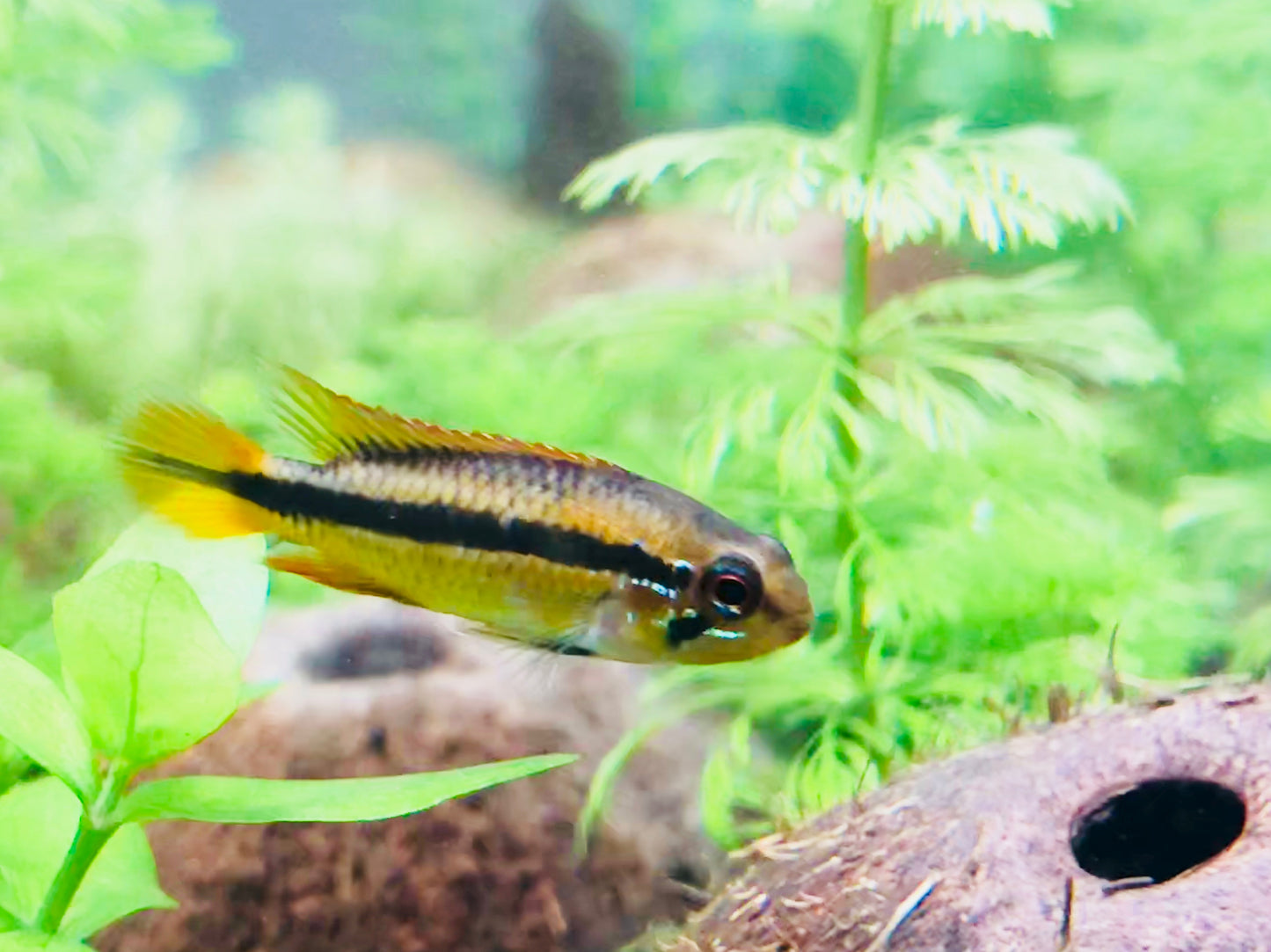 Apistogramma - Agassizii