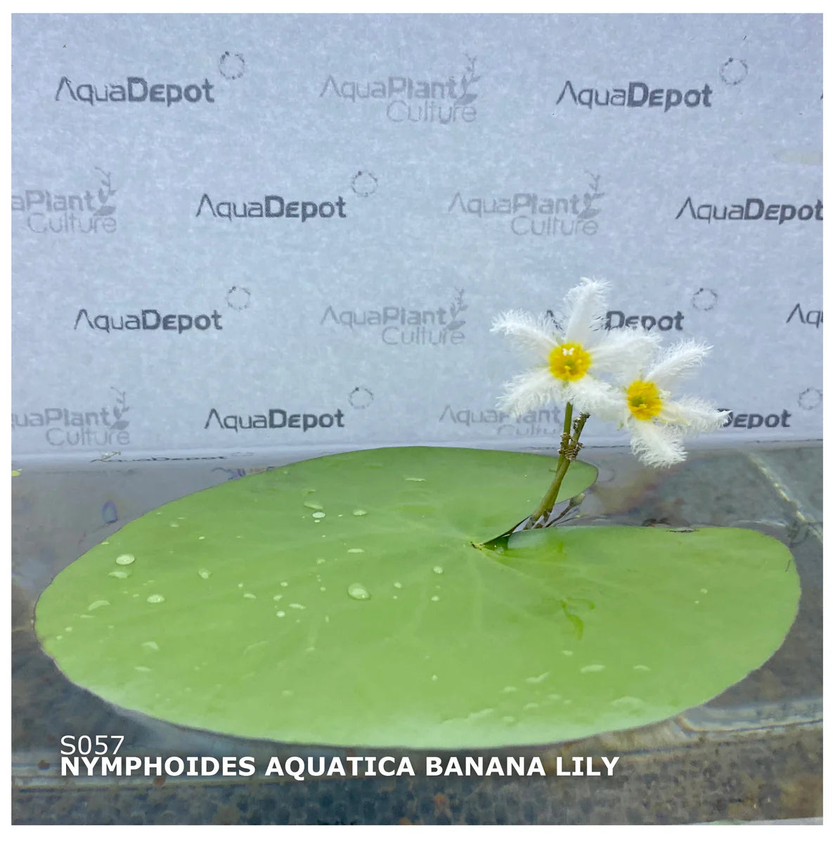 banana lily flower Banana Lily (Nymphoides aquatica) – Aquarium Gallery