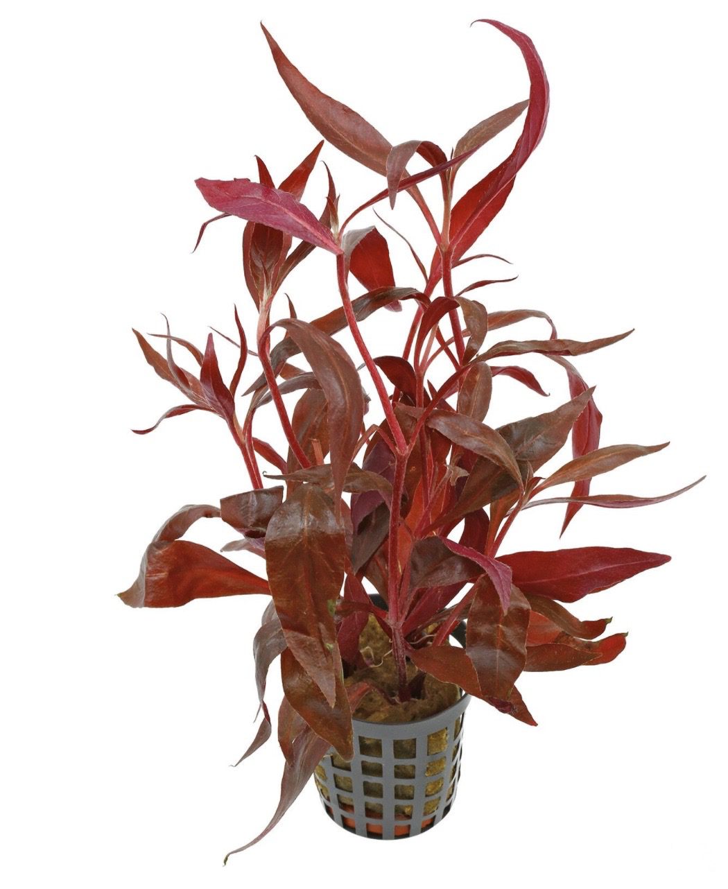 Alternanthera reineckii 'Medium' (Red Temple)
