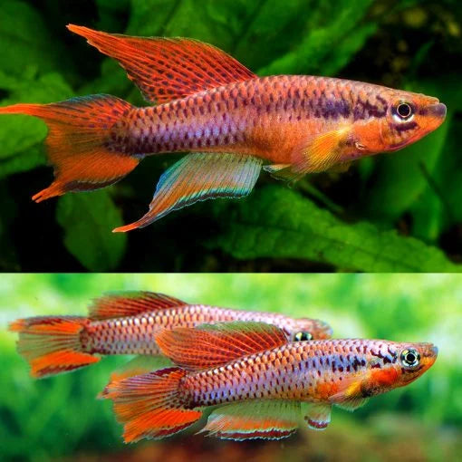 Killifish - Two Striped (Aphyosemion Bivitatum Lagos)