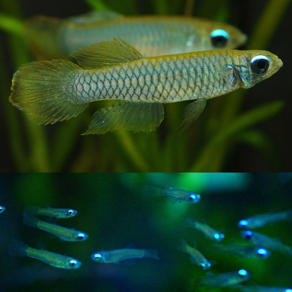 Killifish - Normans Lampeye (Poropanchax normani)