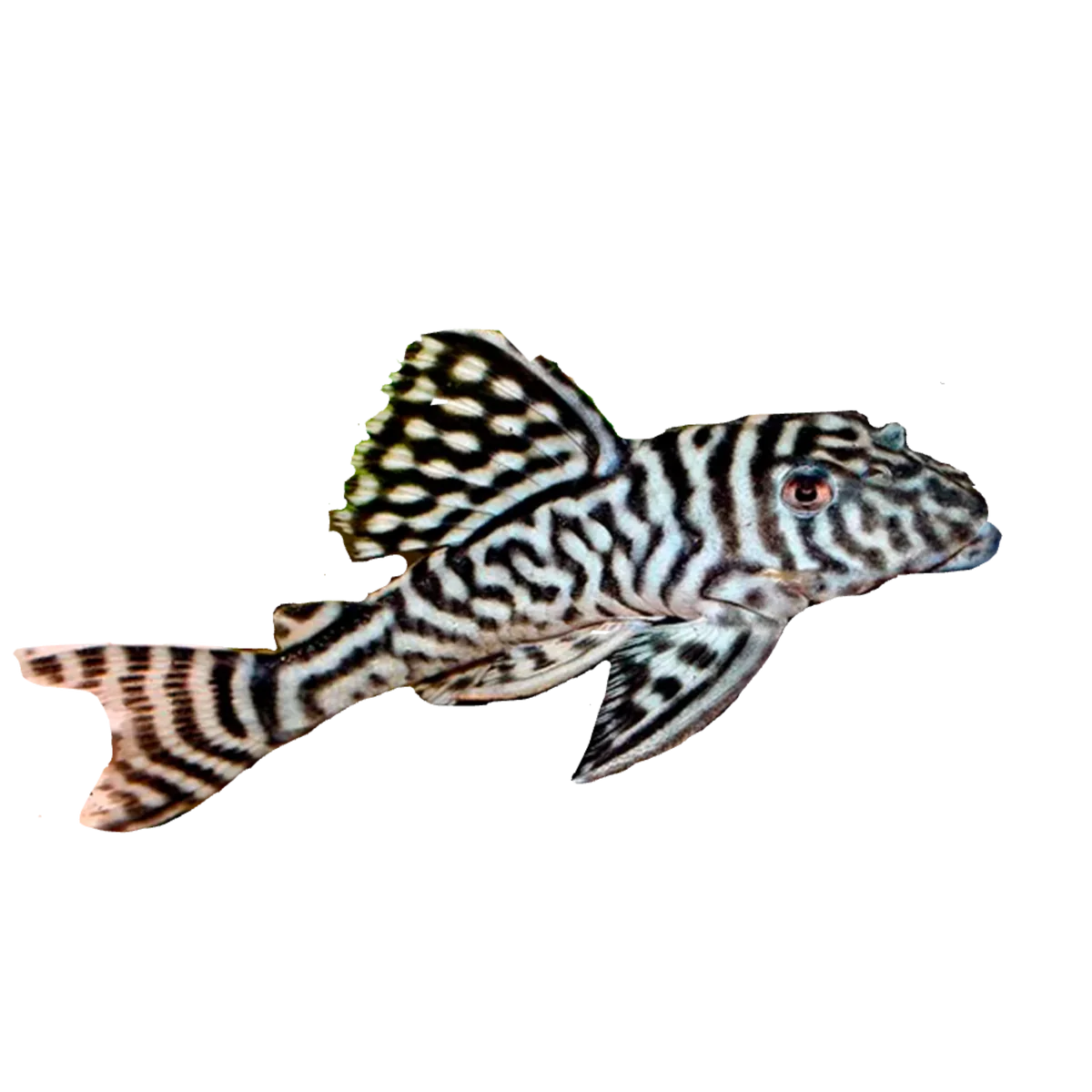 Pleco - King Tiger L066